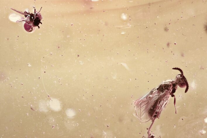 Two Fossil Wasps (Torymidae & Chalcidoidea) In Baltic Amber #315197